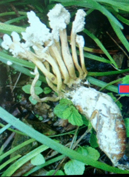 File:金蝉花顶端乳白色花粉为蝉花孢子粉.jpg