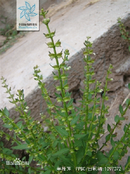 File:半枝莲全株.gif